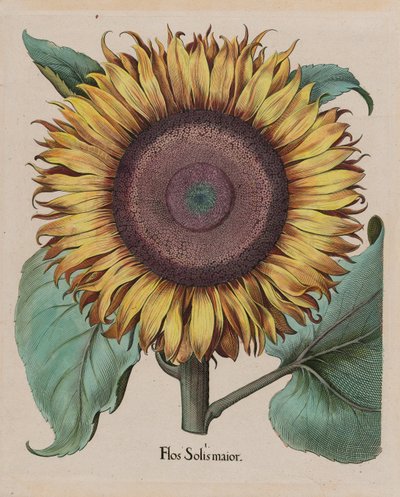 Grand tournesol (Flos Solis Maior), planche 1 de la partie 5, B. Besler, Hortus Eystettensis, édition 1713 - Unbekannt Unbekannt